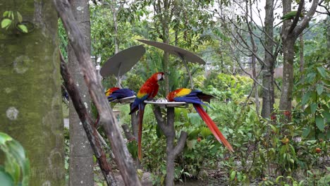 Scarlet-Macaws-Perched-On-Feeding-Table-At-Zoo-Surrounded-By-Tropical-Trees