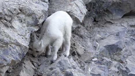 Baby-kid-mountain-goat-in-the-Canadian-rockies-licks-mineral-from-rock