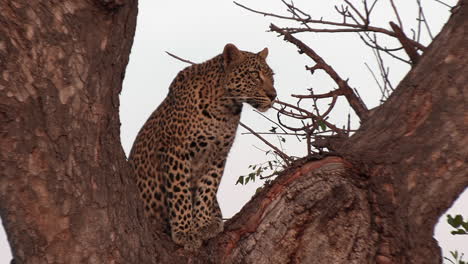 Un-Leopardo-Posado-En-Un-árbol-Bajo-El-Resplandor-Dorado-Del-Sol-Africano