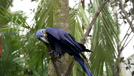 Hyacinth-Blue-Macaw-Using-Beak-On-Small-Branch