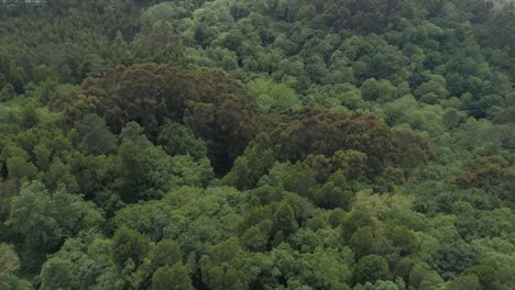 Aerial-drone-shot-over-the-north-european-forest