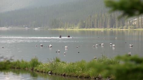 Female-cow-moose-and-calf-walking-and-eating-in-water-in-the-canadian-rockies