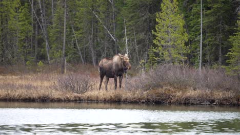 Big-Bull-moose-at-the-edge-of-water-in-the-canadian-rockies