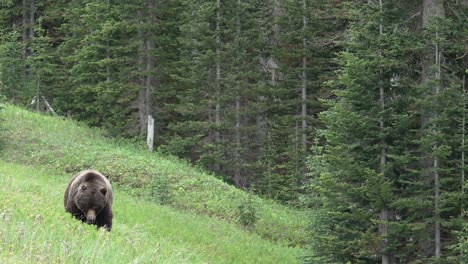 Gran-Oso-Grizzly-Caminando-En-El-Bosque-En-Las-Montañas-Rocosas-Canadienses