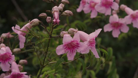 Pink-Trumpet-Vine,-originally-from-south-africa