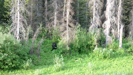 Mother-black-bear-and-cub-in-the-forest