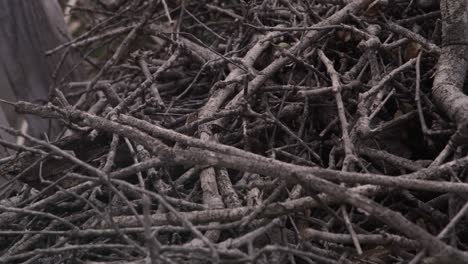 Tangle-of-tree-branches-and-roots-interwoven-in-the-natural-environment