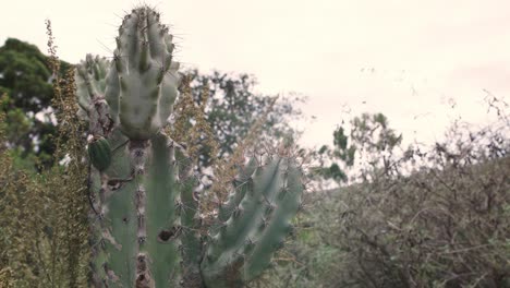 Cactus,-Espinas-Y-Naturaleza-En-Medio-Del-Paisaje