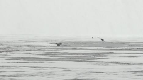 Blue-herons-landing-on-water-in-a-snowstorm