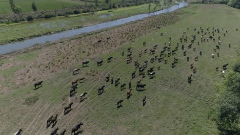 Kühe-Grasen-Auf-Der-Weide,-Landschaft,-Ländliche-Szene,-Schöner-Sonniger-Tag