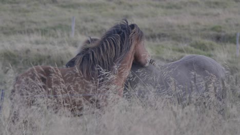 Horses-biting-each-others-backs-in-tall-grass-field-in-Iceland