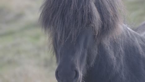 Der-Gelassene-Blick-Eines-Islandpferdes,-Nahaufnahme