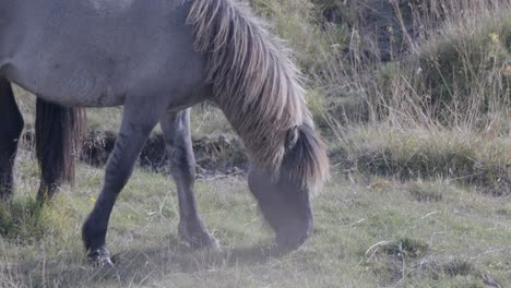 Graues-Isländisches-Pferd,-Das-Das-Gras-Auf-Den-Ebenen-Islands-Genießt