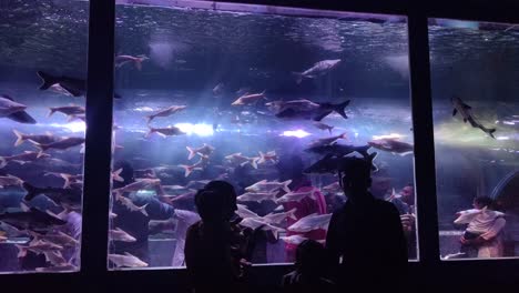 Many-girls-are-watching-fishes-in-underwater-aquarium-at-night