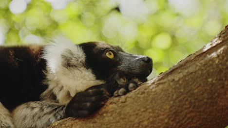 Lazy-tired-Lemur-on-the-tree