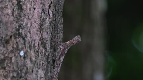 Seen-looking-up-while-sticking-on-the-bark-camouflaged-then-suddenly-looks-towards-the-right-where-another-tree-is-swaying-with-the-wind,-Spotted-Flying-Dragon-Draco-maculatus,-Thailand