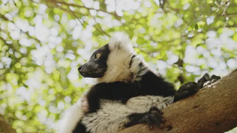 Tired-lemur-lying-on-the-branches-in-the-tropical-forest-in-Madagascar,-African-animals-protection