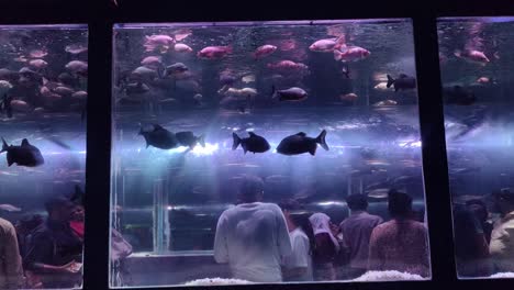 Underwater-aquarium-night-view,-people-watching-fish-at-night