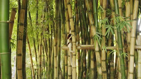 Lemur-Sifaka-En-El-árbol-De-Bambú