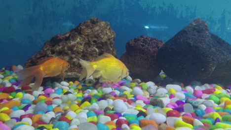 Silver-and-golden-fish-swimming-at-the-bottom-of-the-sea-in-colorful-stone