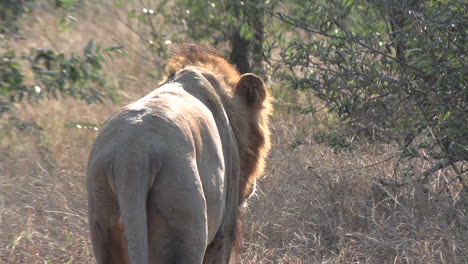 Junger-Löwe,-Der-Von-Der-Kamera-Weg-In-Die-Afrikanische-Wildnis-Geht