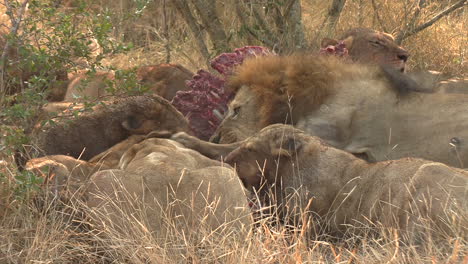Stolz-Der-Löwen,-Die-Kadaver-In-Der-Afrikanischen-Savanne-Verschlingen