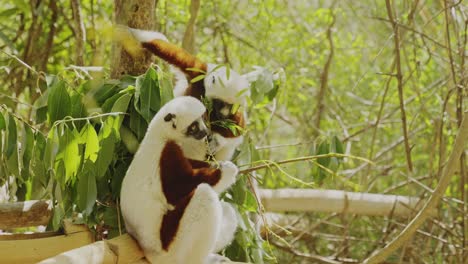 Zwei-Sifaka-Lemuren-Fressen-Blätter-Am-Baum