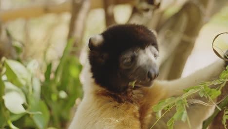 Nahaufnahme-Eines-Lemuren,-Der-Blätter-Frisst