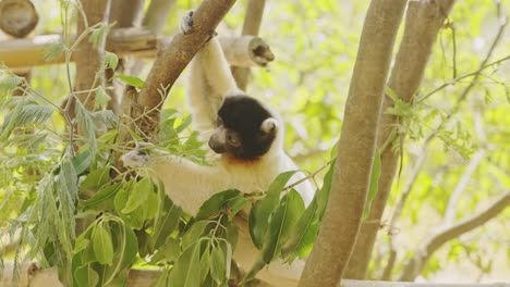 Lemur-eating-leaves-on-the-tree