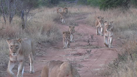 Löwenrudel-Marschiert-In-Der-Afrikanischen-Wildnis-Auf-Die-Kamera-Zu