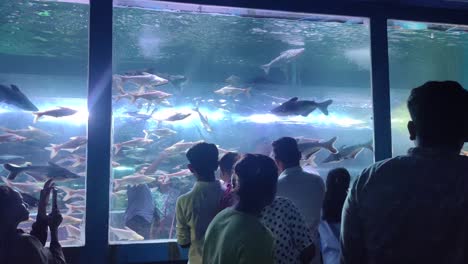Ein-Kleines-Kind-Beobachtet-Mit-Seinem-Vater-Fische-In-Einem-Aquarium