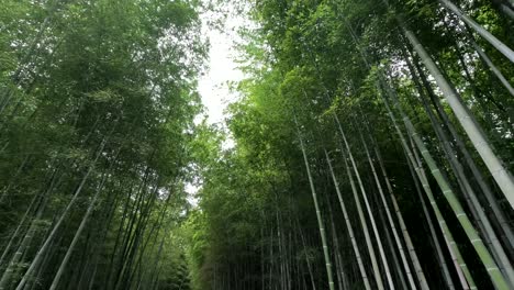 Bosque-De-Bambú-De-Arashiyama-Kyoto-Japón