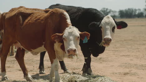 Vacas-Pastando-En-Heno-En-El-Paddock-Durante-La-Sequía-Australiana