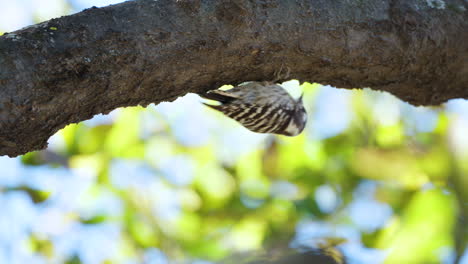 Japanese-pygmy-woodpecker-bird-hangs-upside-down-on-tree-trunk-searching-food
