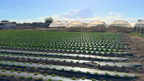 Farm,-greenhouse-crops-in-the-background,-lettuce-and-cabbage-Healthy-food,-diet-Farm,-greenhouse-crops-in-the-background,-lettuce-and-cabbage-Healthy-food,-diet