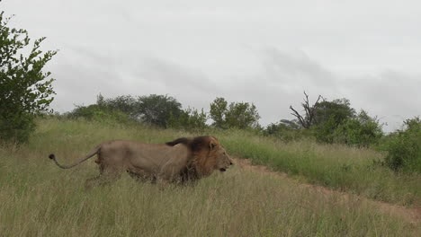Afrikanischer-Männlicher-Löwe,-Der-Durch-Die-Savanne-In-Afrika-Streift
