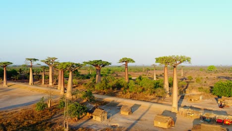 Toma-Aérea-De-Drones-De-Casas-De-Madera-Bajo-Los-Hermosos-Baobabs-Al-Atardecer-En-La-Avenida-De-Los-Baobabs-En-Madagascar