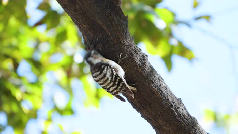 Japanese-pygmy-woodpecker--forage-insects-on-tree-trunk