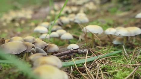 Gruppe-Wild-Wachsender-Brauner-Pilze-Im-Belgischen-Wald-Während-Der-Herbstsaison