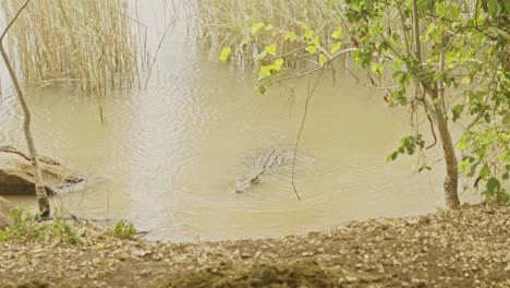 A-large-brown-crocodile-looks-from-water-to-water