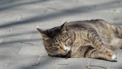 Faule,-Süße-Tabby-Katze-Rollt-Auf-Dem-Gehweg-Unter-Sonnenlicht-In-Zeitlupen-Nahaufnahme