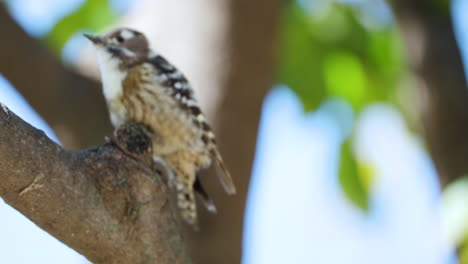Japanese-Pygmy-Woodpecker-Poops-And-Takeoff-from-Tree-Trunk-Close-up