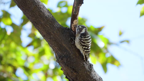 Japanese-Pygmy-Woodpecker-Pecking-Tree-Trunk-Foraging-for-Insects---closeup