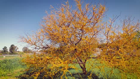 Blühender-Akazienbaum,-Der-Vom-Wind-Bewegt-Wird