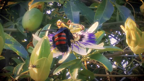 Bumblebee-seeking-nectar-on-a-Maracuya-flower
