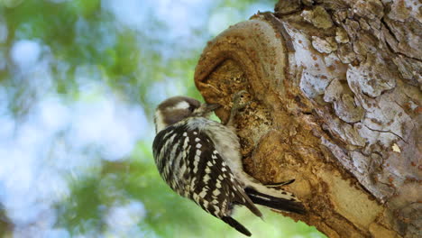 Pygmy-Woodpecker-Pecking-Under-Tree-Bark-Forage-Insects-Close-up