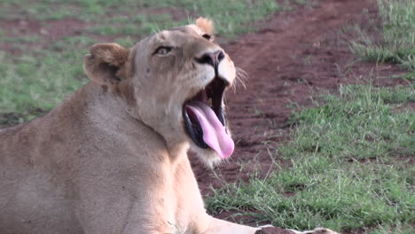 Restful-Lioness-Reveals-Sharp-Teeth-in-Kruger-Park