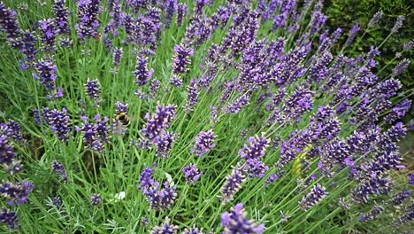 Bumblebee-on-lavender-flower-in-the-garden