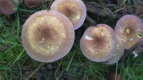 Top-down-view-of-wild-growing-mushrooms-in-belgian-forest-in-November