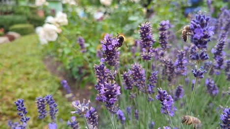 Bumblebee-on-lavender-flower-in-the-garden